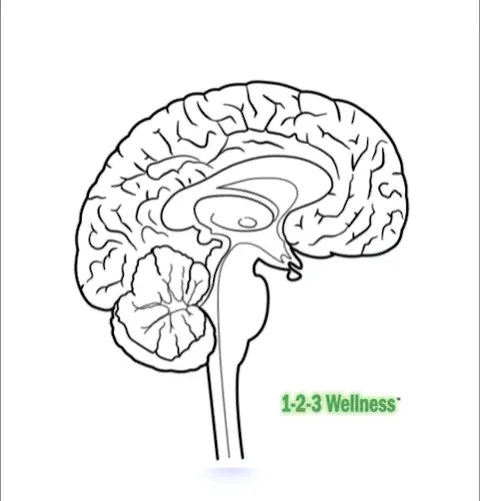Animated diagram of the brain stem, limbic system, and prefrontal cortex